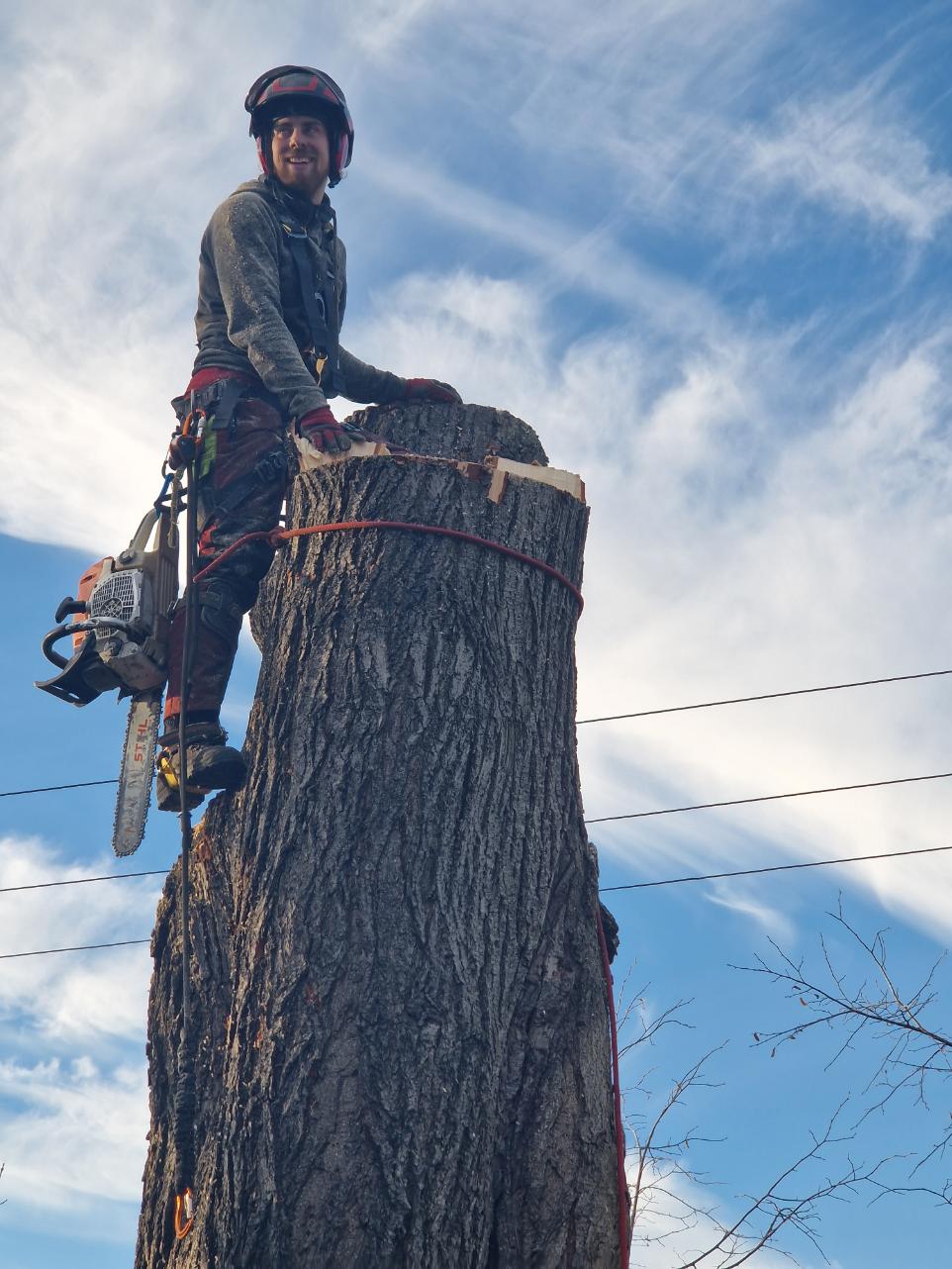 postupné kácení lípy Bohumín